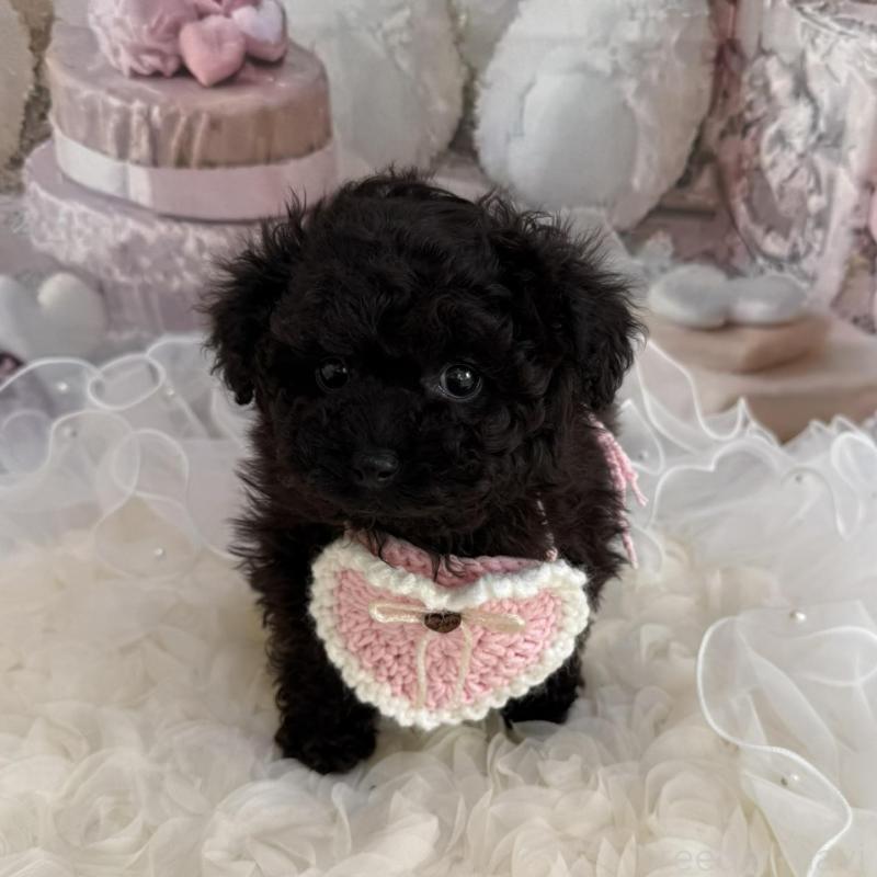 販売中の島根県のタイニープードル-447395の2枚目