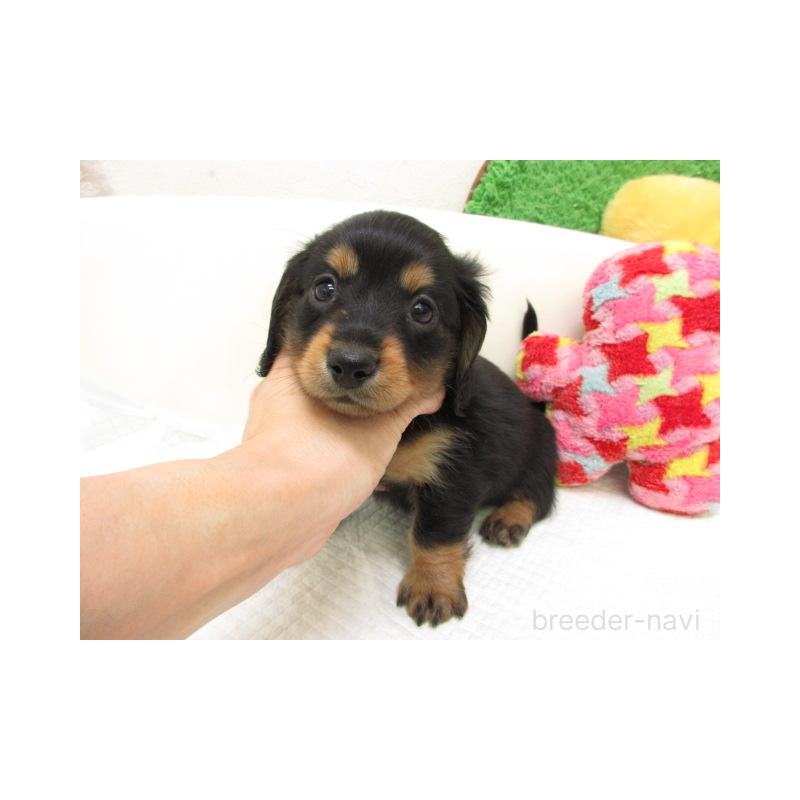 販売中の大阪府のミニチュアダックスフンド(ロングヘアード)-447396の2枚目