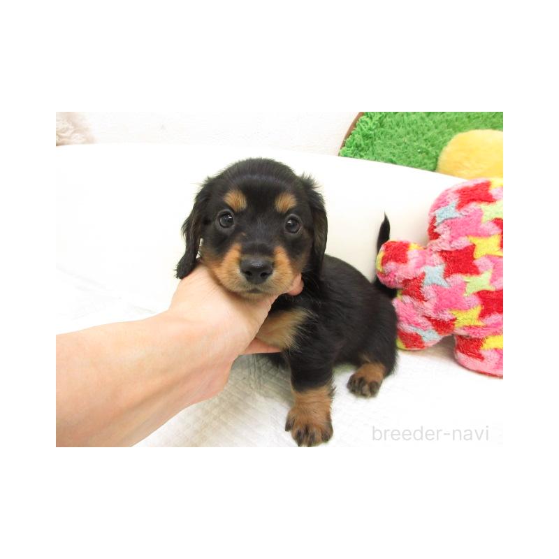 販売中の大阪府のミニチュアダックスフンド(ロングヘアード)-447396