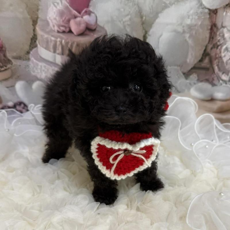 販売中の島根県のタイニープードル-447397の15枚目