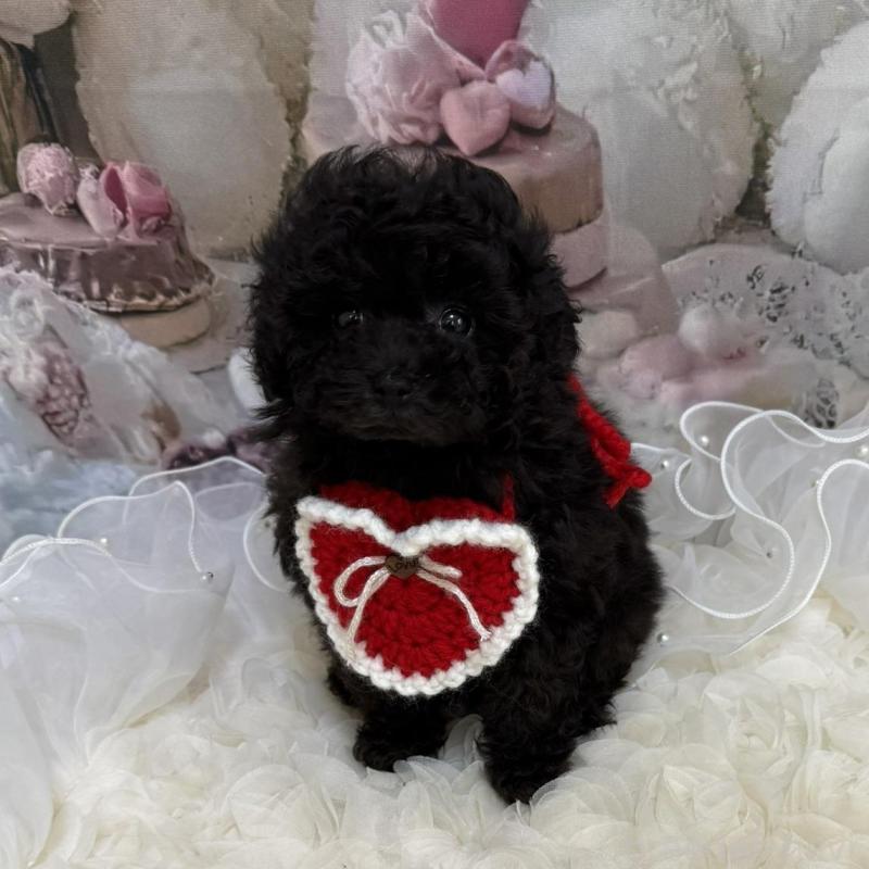 販売中の島根県のタイニープードル-447397の14枚目