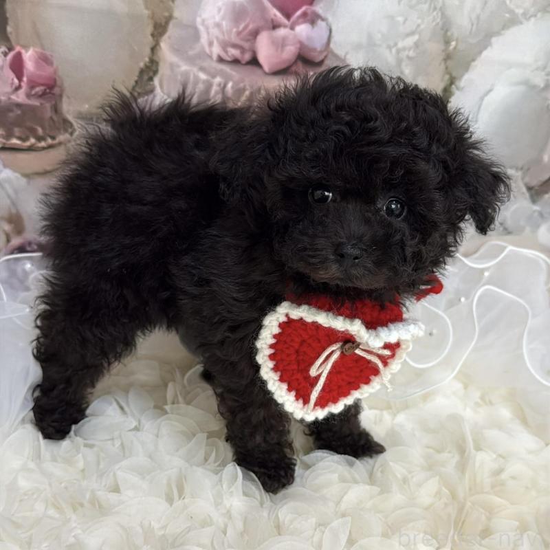 販売中の島根県のタイニープードル-447397の13枚目