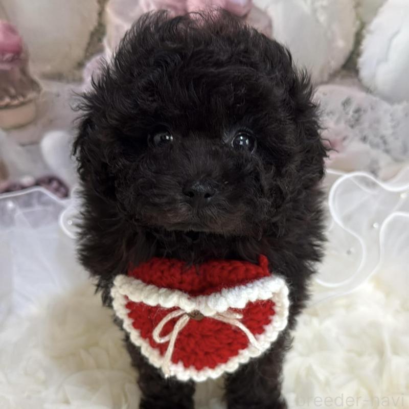 販売中の島根県のタイニープードル-447397の12枚目