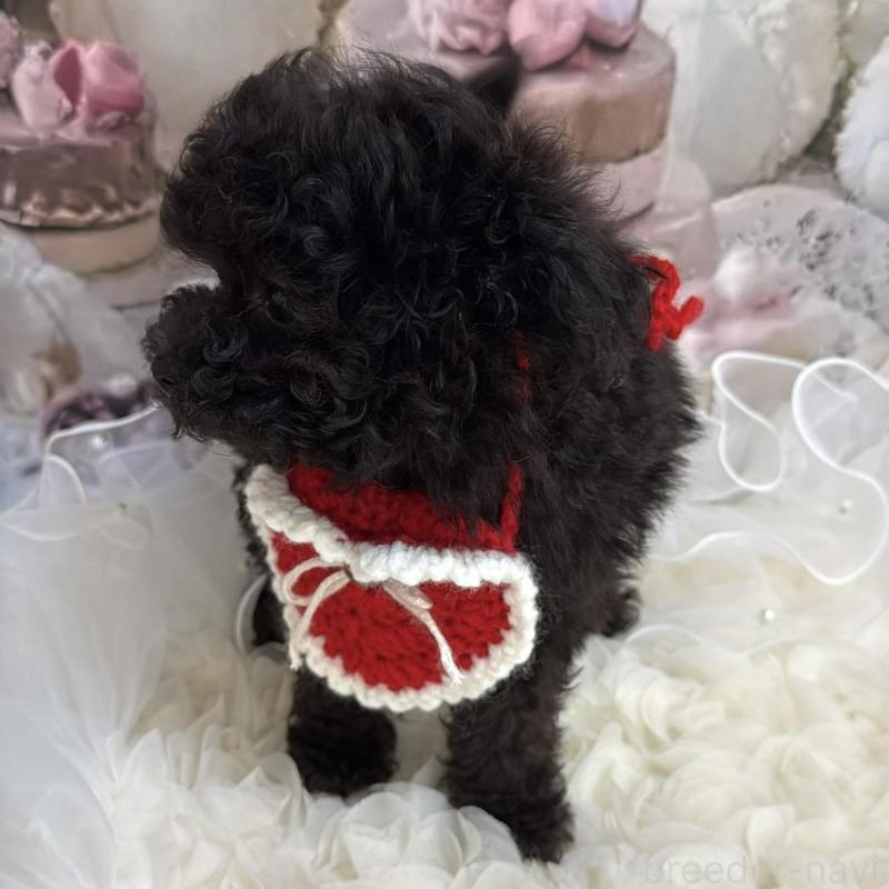 販売中の島根県のタイニープードル-447397の11枚目