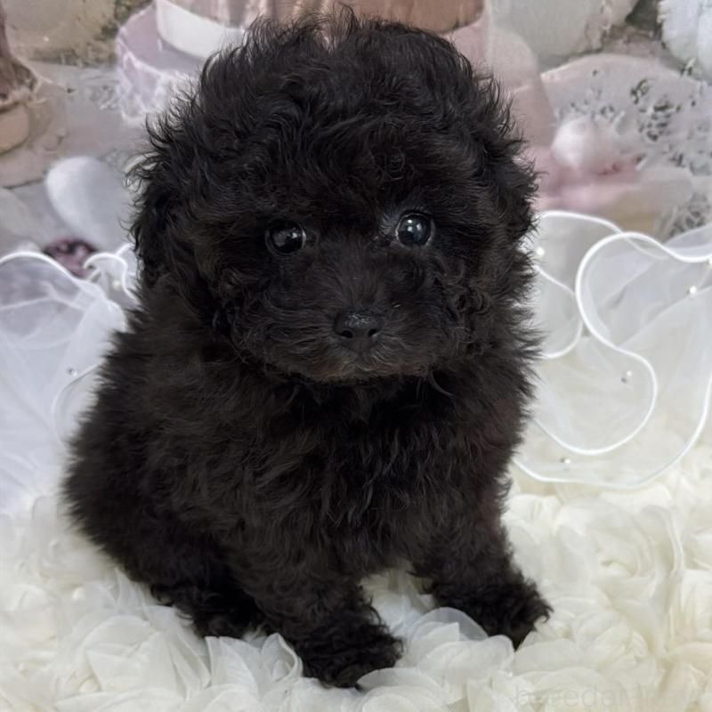 販売中の島根県のタイニープードル-447397の10枚目