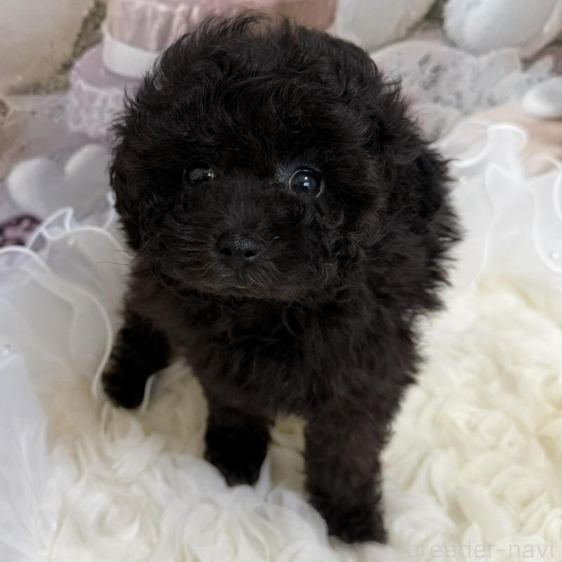 販売中の島根県のタイニープードル-447397の9枚目