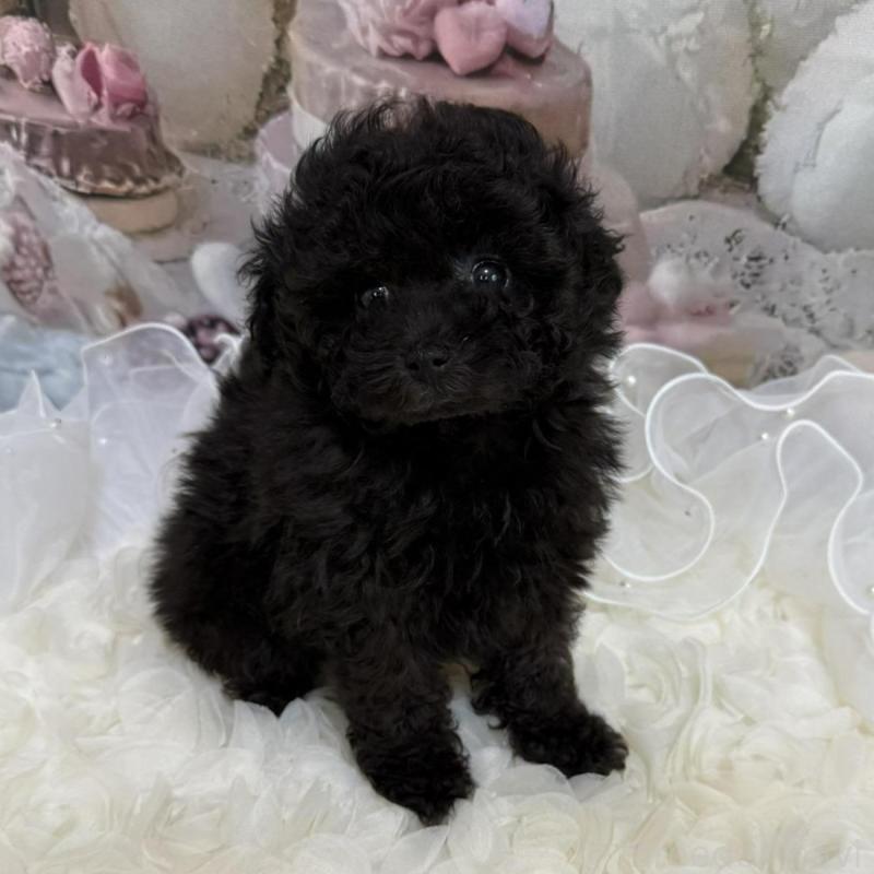 販売中の島根県のタイニープードル-447397の8枚目