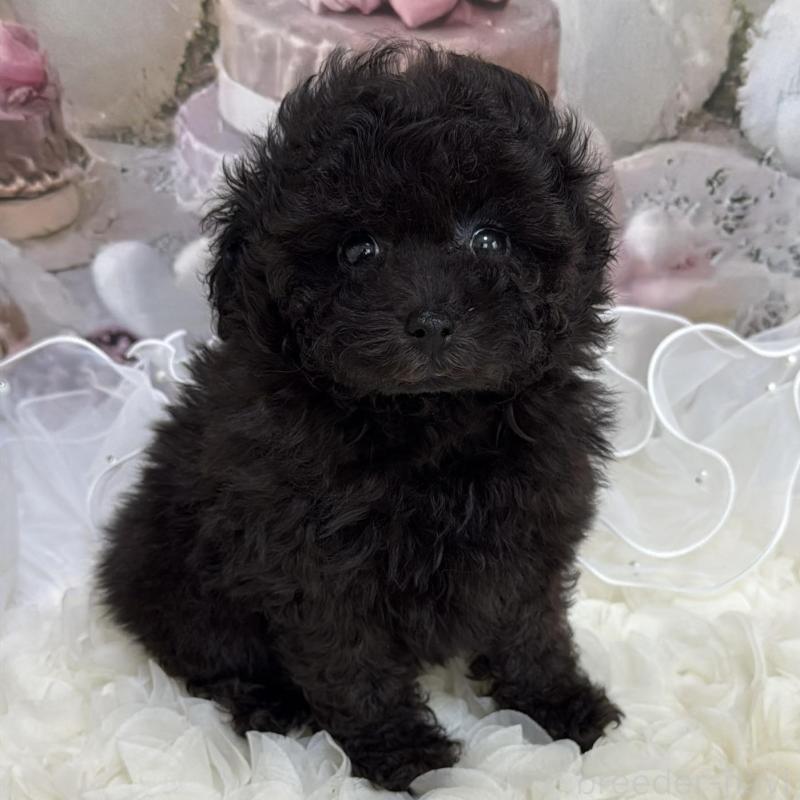 販売中の島根県のタイニープードル-447397の7枚目