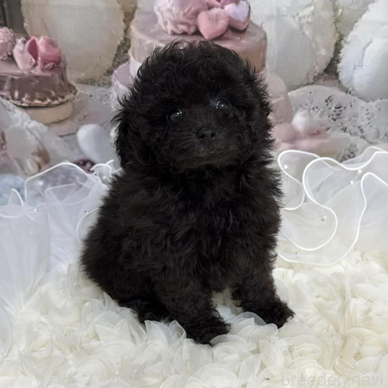 販売中の島根県のタイニープードル-447397の4枚目