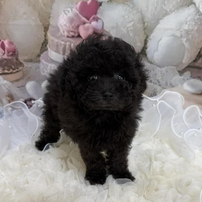 販売中の島根県のタイニープードル-447397の2枚目