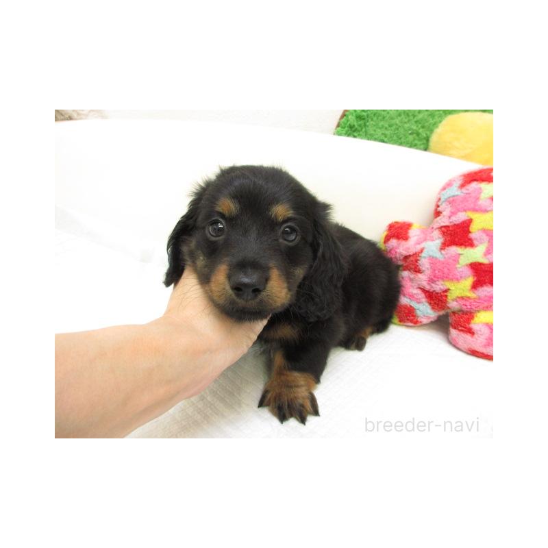 販売中の大阪府のミニチュアダックスフンド(ロングヘアード)-447398の1枚目