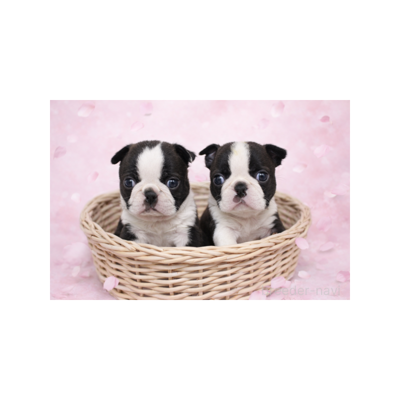 販売中の栃木県のボストンテリア-447399の5枚目