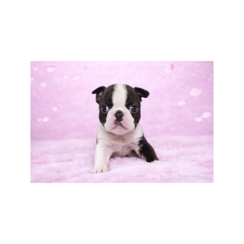 販売中の栃木県のボストンテリア-447399の4枚目