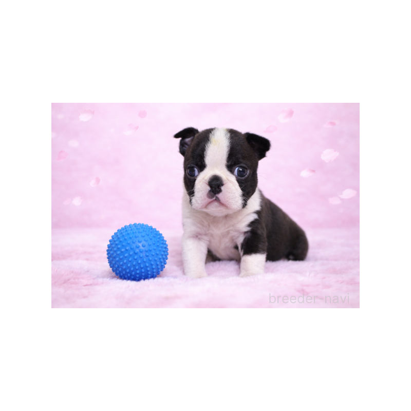 販売中の栃木県のボストンテリア-447399