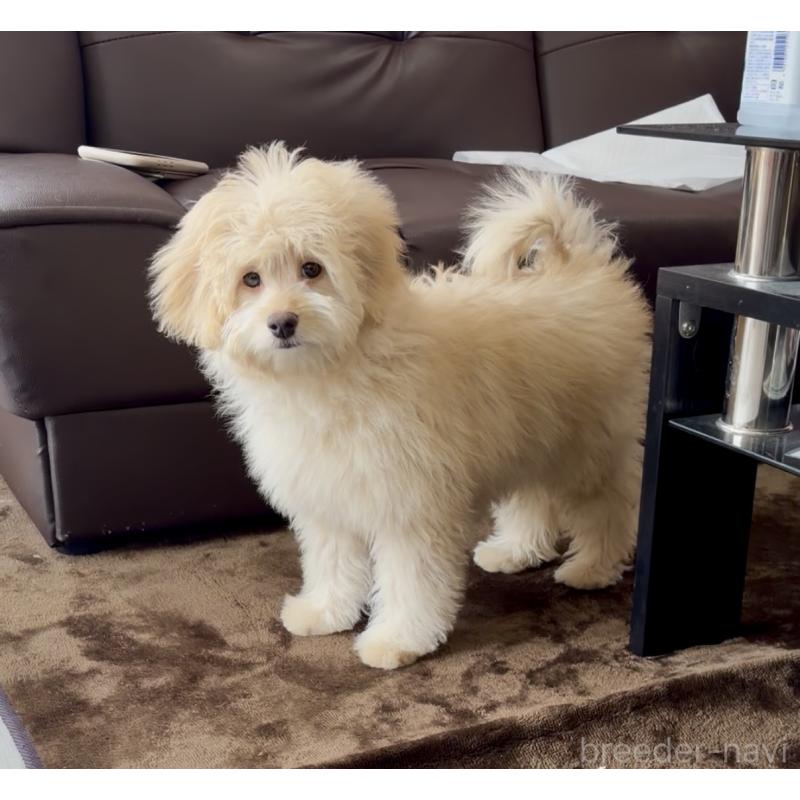 販売中の滋賀県のポメプー:ポメラニアン×トイプードル-432773