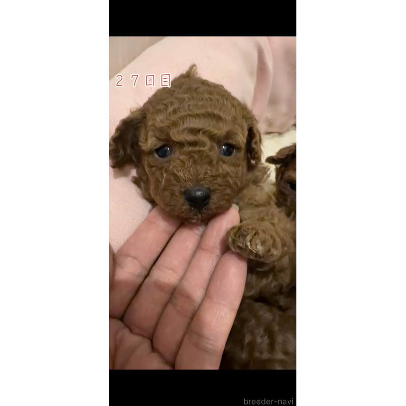 販売中の千葉県のタイニープードル-447400の1枚目