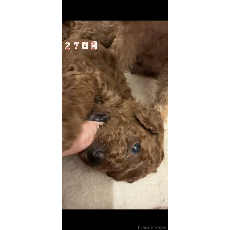 販売中の千葉県のタイニープードル-447400の7枚目