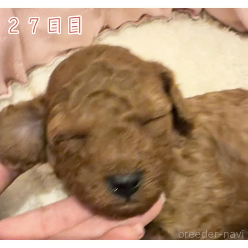 販売中の千葉県のタイニープードル-447400の5枚目