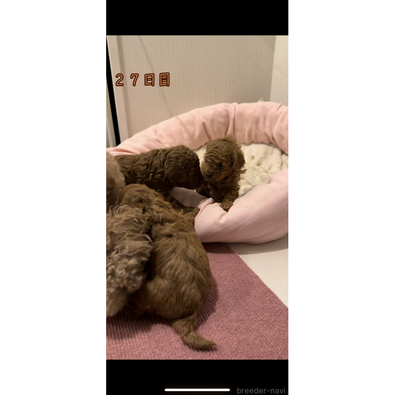 販売中の千葉県のタイニープードル-447400の4枚目