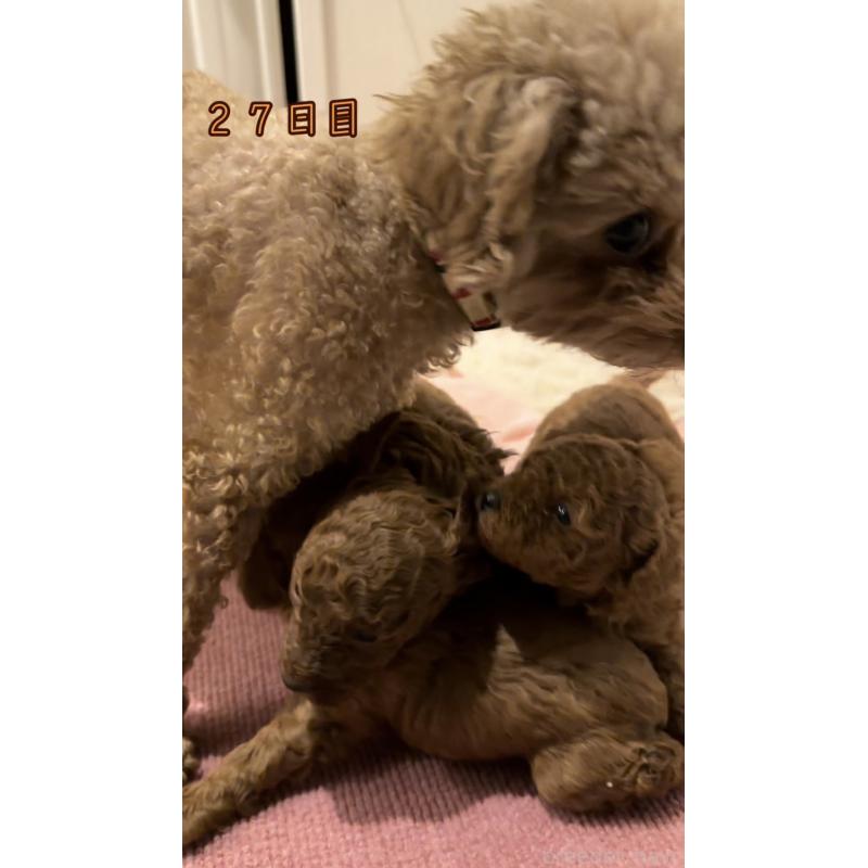 販売中の千葉県のタイニープードル-447400の3枚目