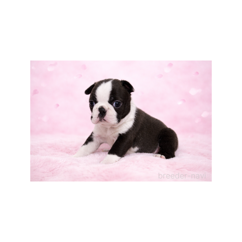 販売中の栃木県のボストンテリア-447401の3枚目