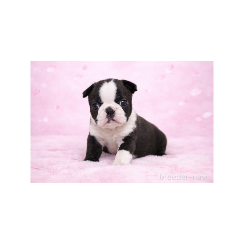 販売中の栃木県のボストンテリア-447401の1枚目