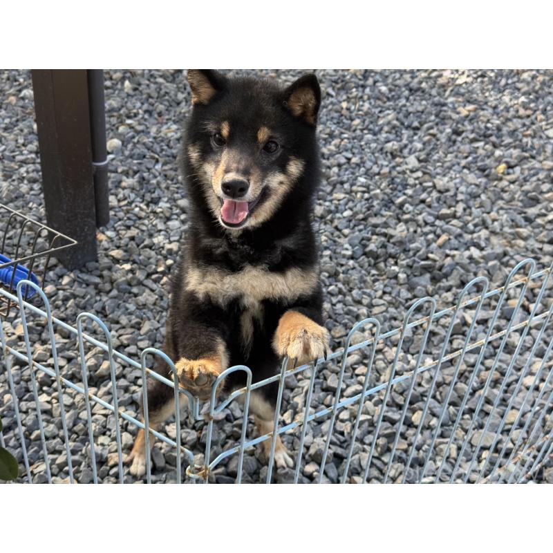 販売中の岡山県の豆柴-364829の1枚目