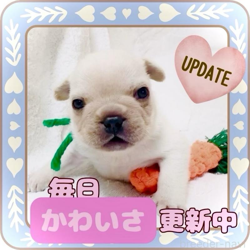 販売中の大阪府のフレンチブルドッグ-447402の15枚目