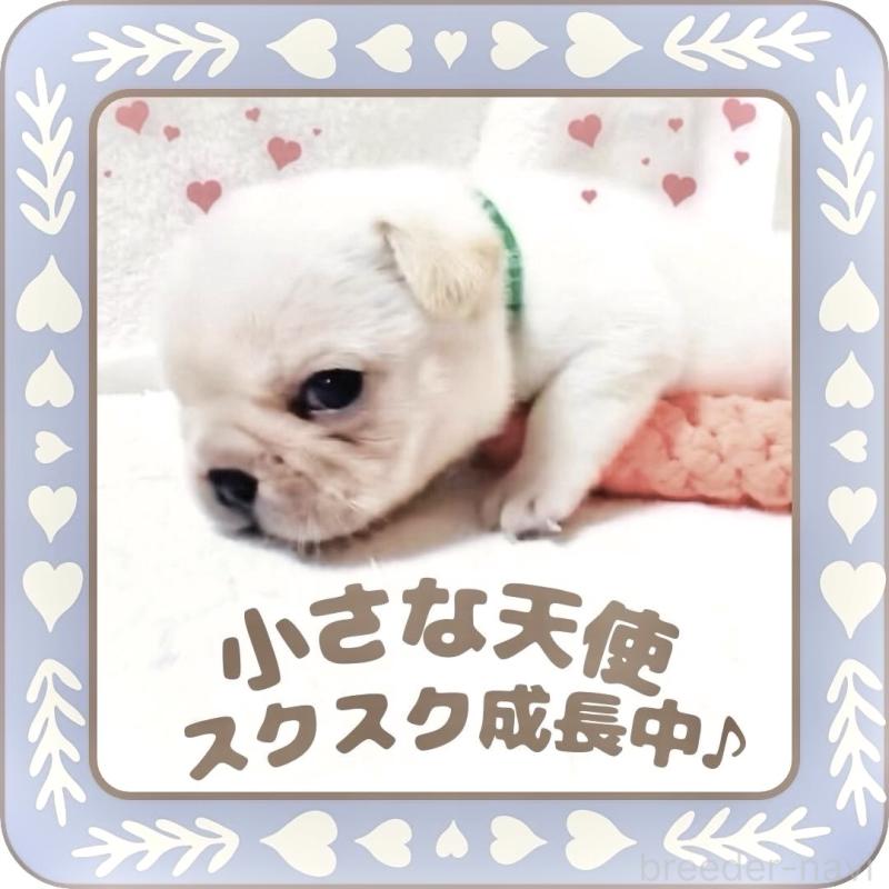 販売中の大阪府のフレンチブルドッグ-447402の14枚目