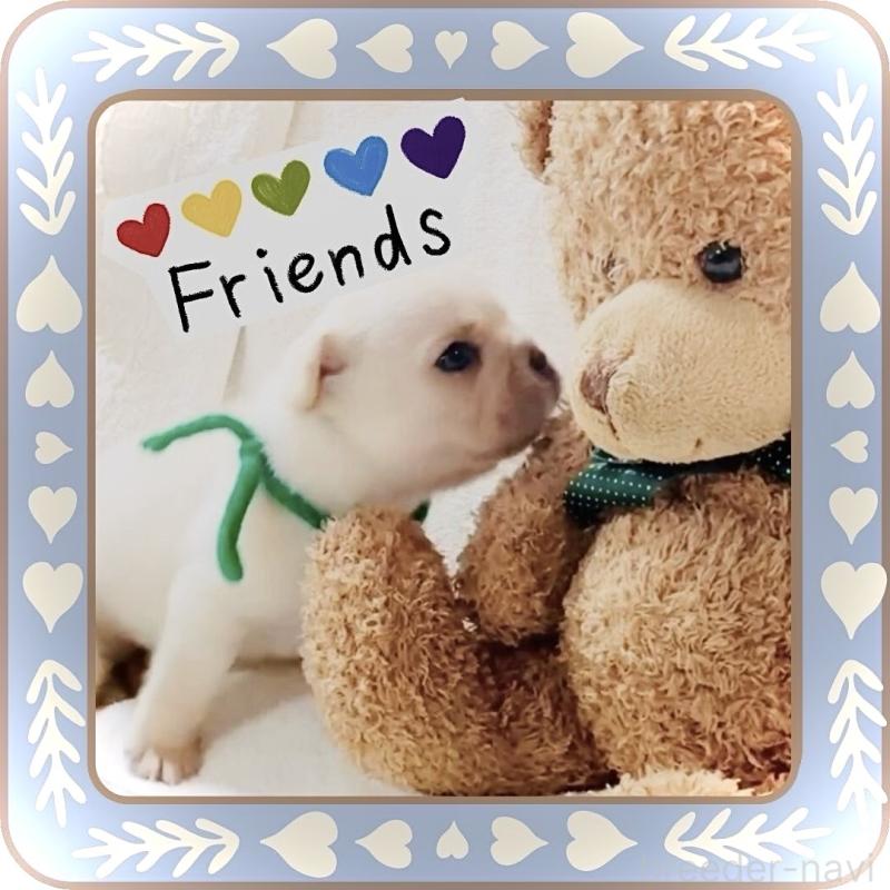 販売中の大阪府のフレンチブルドッグ-447402の13枚目