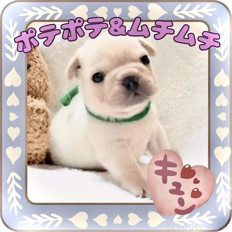 販売中の大阪府のフレンチブルドッグ-447402の11枚目