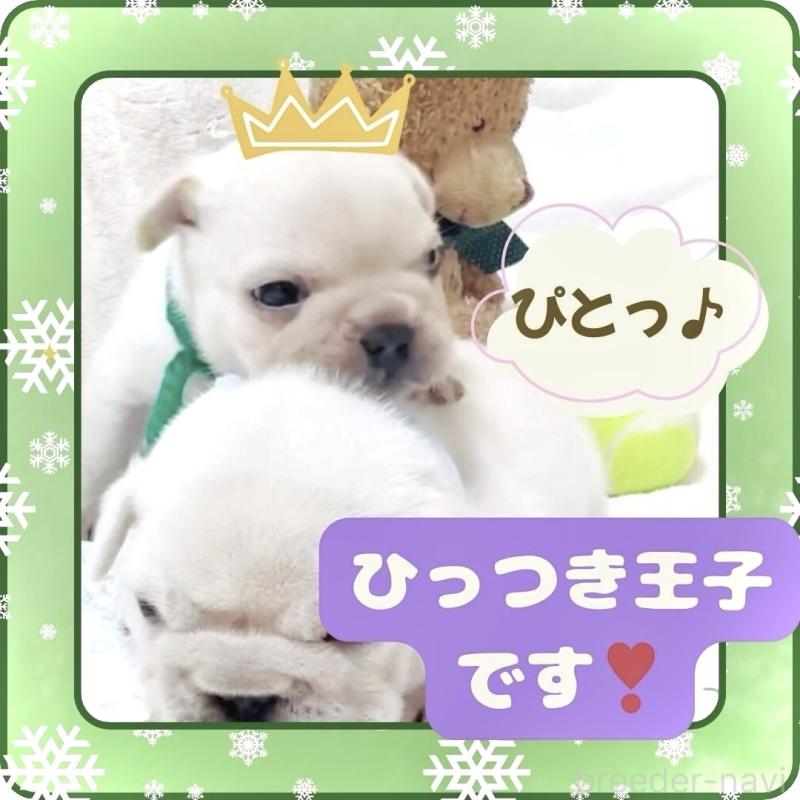 販売中の大阪府のフレンチブルドッグ-447402の10枚目