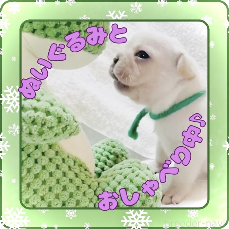 販売中の大阪府のフレンチブルドッグ-447402の9枚目