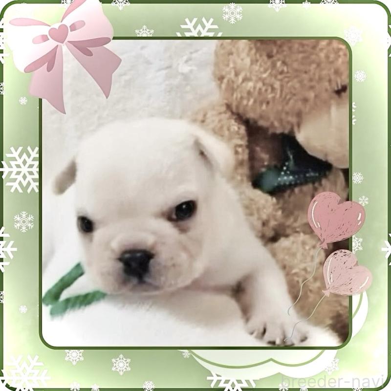 販売中の大阪府のフレンチブルドッグ-447402の8枚目