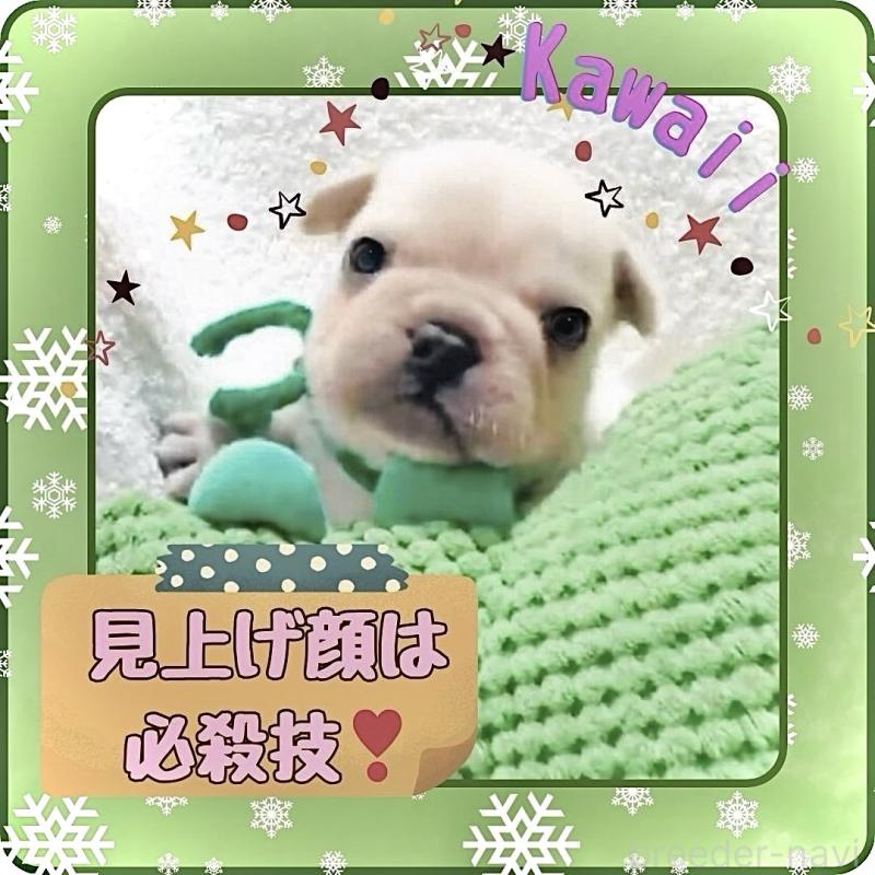 販売中の大阪府のフレンチブルドッグ-447402の7枚目