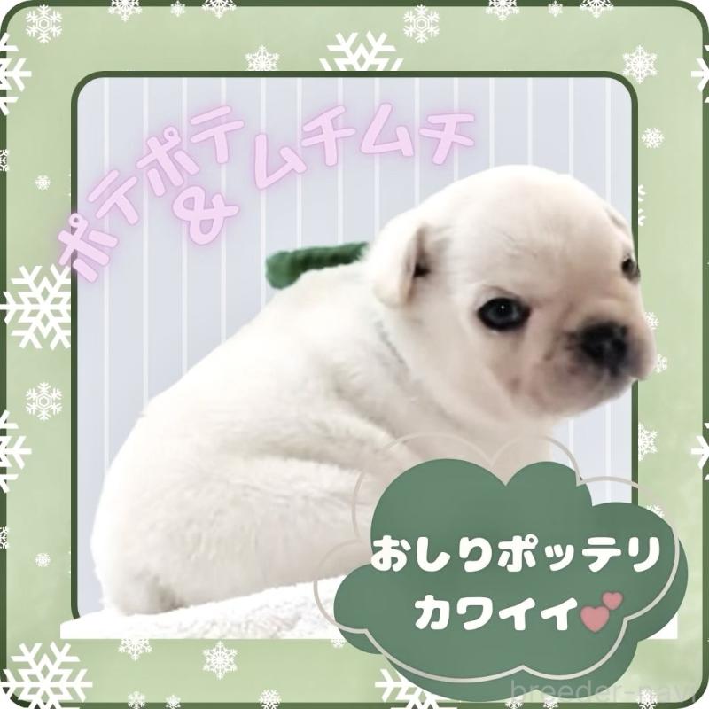 販売中の大阪府のフレンチブルドッグ-447402の6枚目