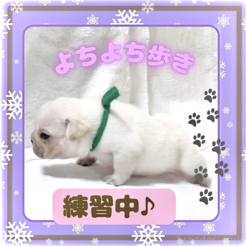 販売中の大阪府のフレンチブルドッグ-447402の5枚目