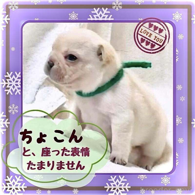 販売中の大阪府のフレンチブルドッグ-447402の4枚目