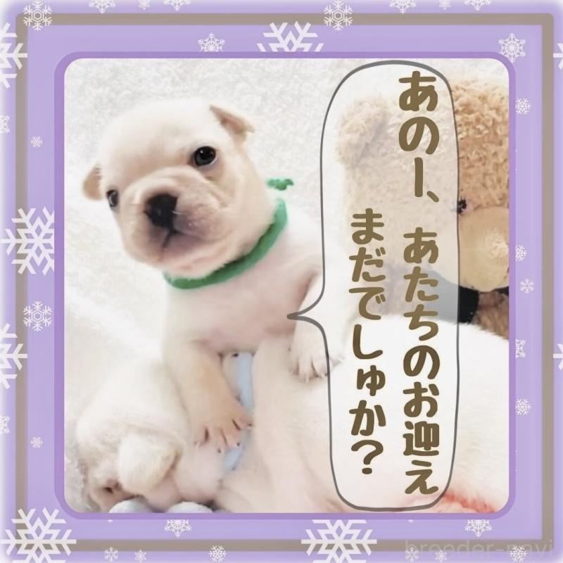 販売中の大阪府のフレンチブルドッグ-447402の3枚目