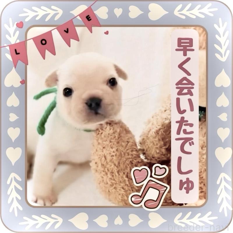 販売中の大阪府のフレンチブルドッグ-447402の2枚目