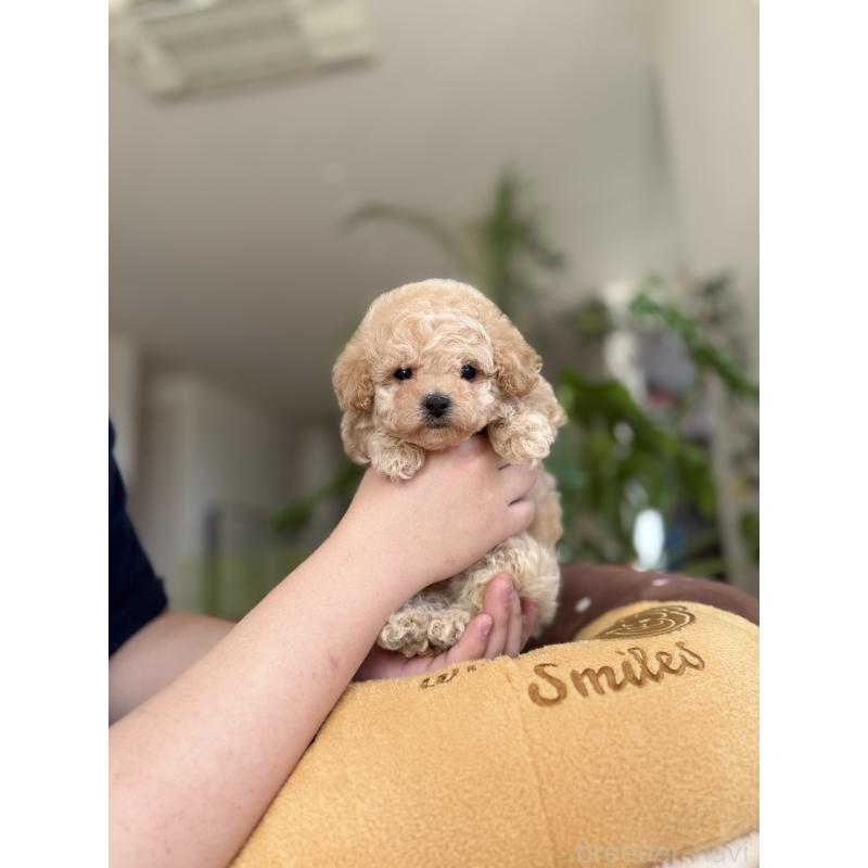 販売中の埼玉県のビションプー:ビションフリーゼ×トイプードル-447403の4枚目