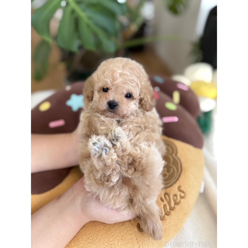 販売中の埼玉県のビションプー:ビションフリーゼ×トイプードル-447403の3枚目