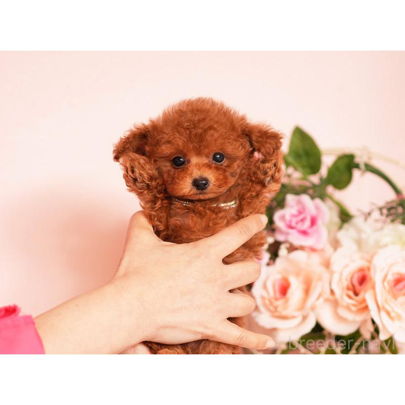 販売中の東京都のティーカッププードル-447404の3枚目