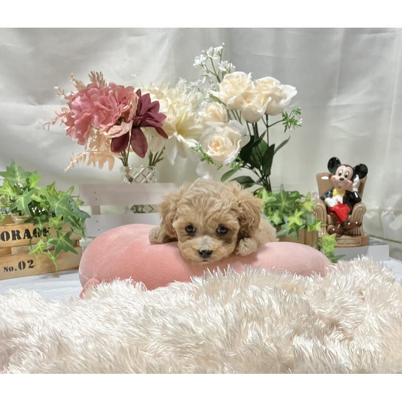 販売中の兵庫県のティーカッププードル-447405の1枚目