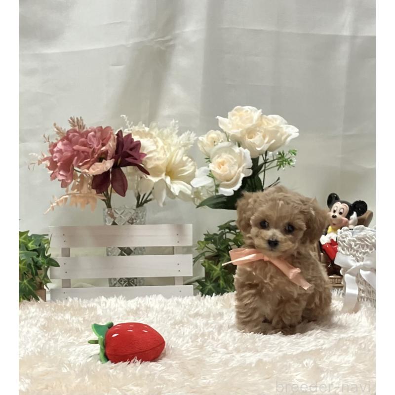 販売中の兵庫県のティーカッププードル-447405の6枚目