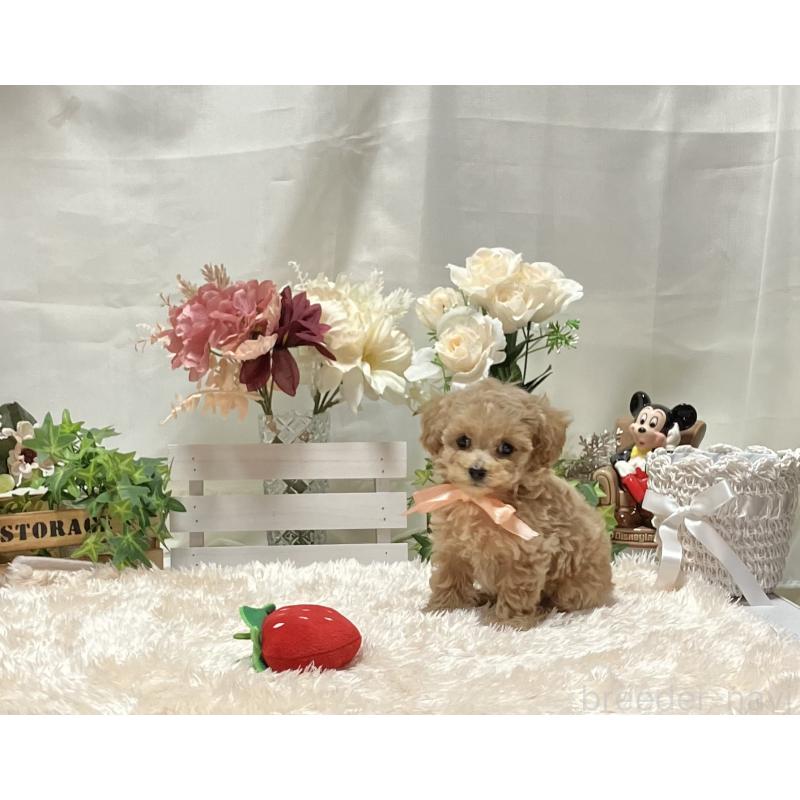 販売中の兵庫県のティーカッププードル-447405の5枚目