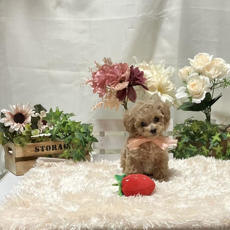 販売中の兵庫県のティーカッププードル-447405の4枚目