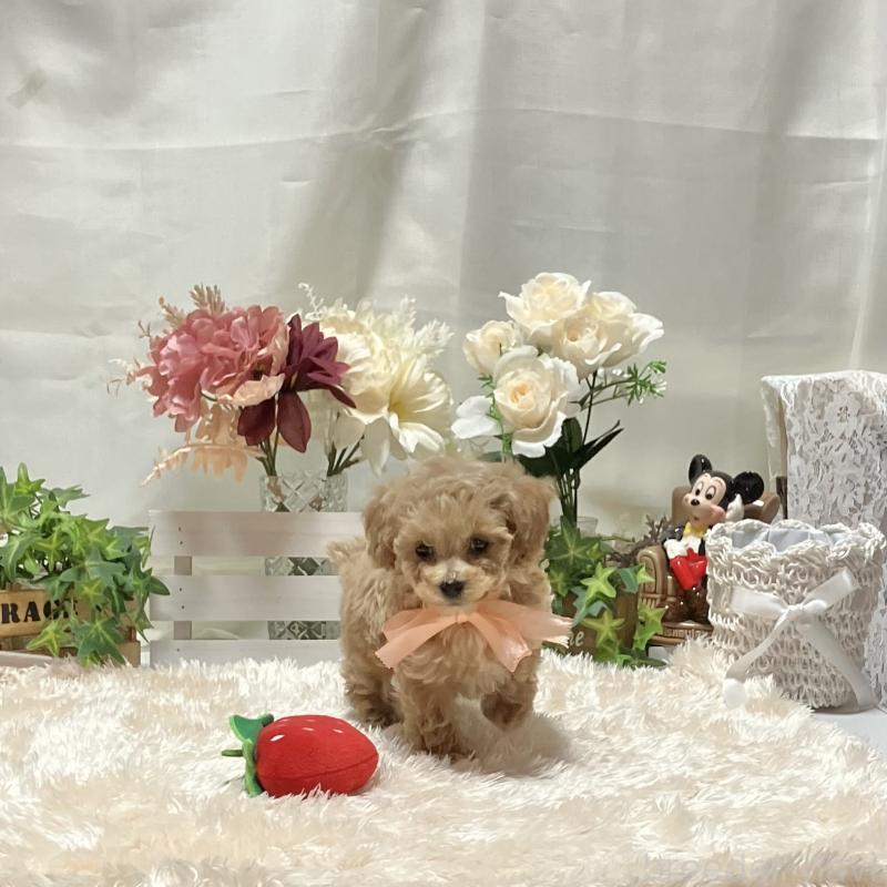 販売中の兵庫県のティーカッププードル-447405の2枚目