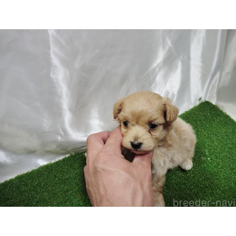 販売中の愛知県のマルプー:マルチーズ×トイプードル-447407の4枚目