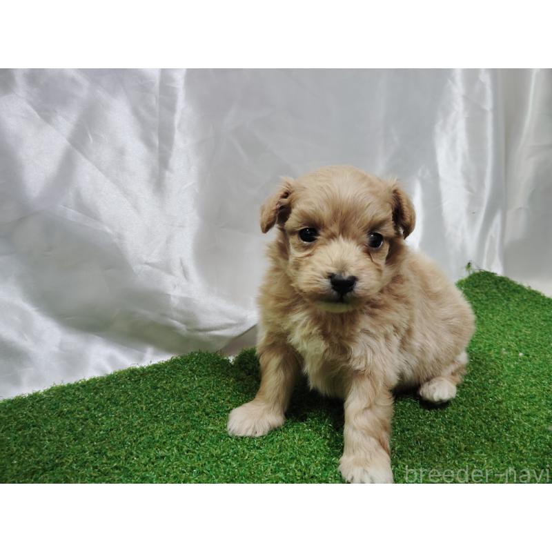 販売中の愛知県のマルプー:マルチーズ×トイプードル-447407の3枚目